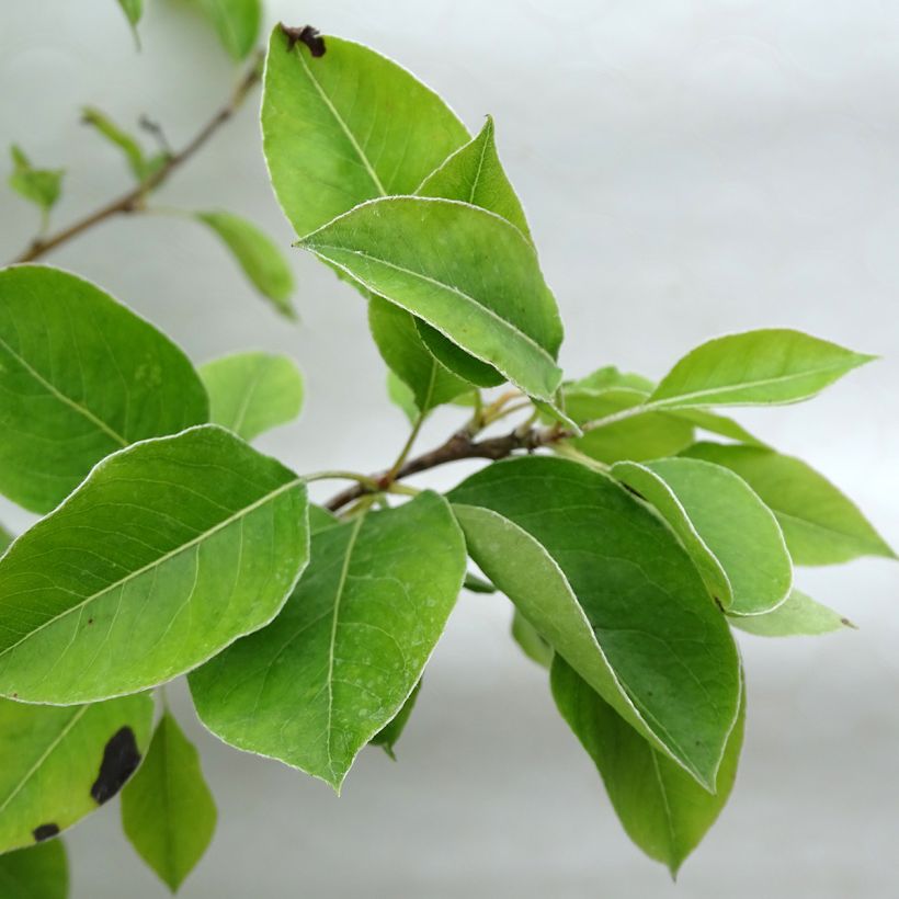 Poirier Duchesse d'Angouleme (Foliage)