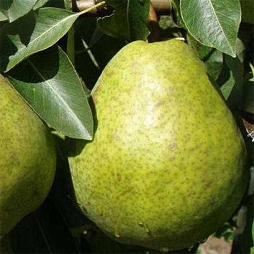 Poirier Duchesse d'Angouleme (Harvest)