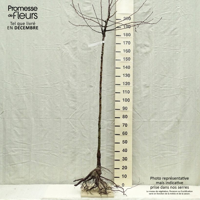 Example of Poirier Durondeau Grandes Racines nues, Demi-Tige as you get in hiver