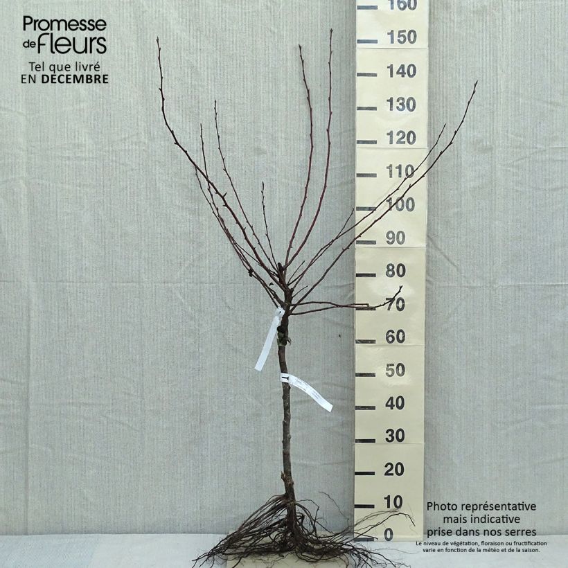 Example of Poirier Durondeau Grandes Racines nues, Gobelet as you get in hiver