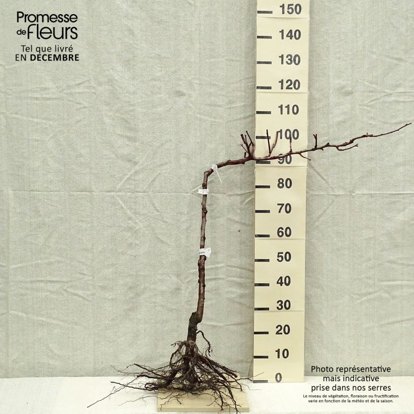 Example of Poirier Fertilia Delbard Grandes Racines nues, Cordon simple as you get in hiver