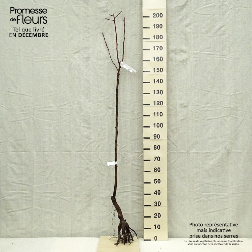 Example of Poirier Fertilia Delbard Grandes Racines nues, Demi-Tige as you get in hiver