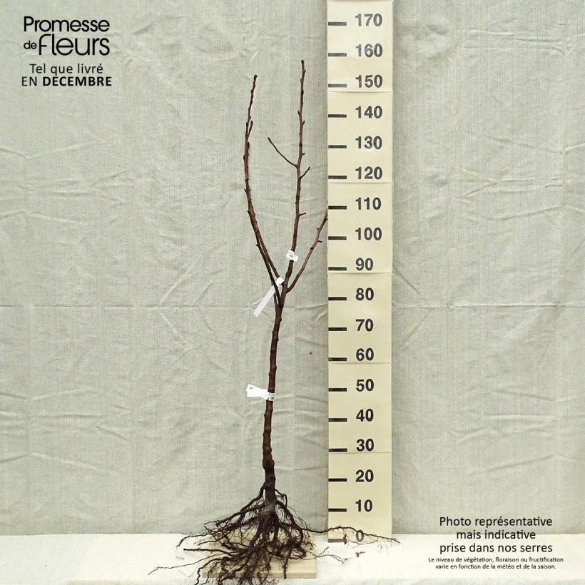 Example of Poirier Fertilia Delbard Grandes Racines nues, Gobelet as you get in hiver