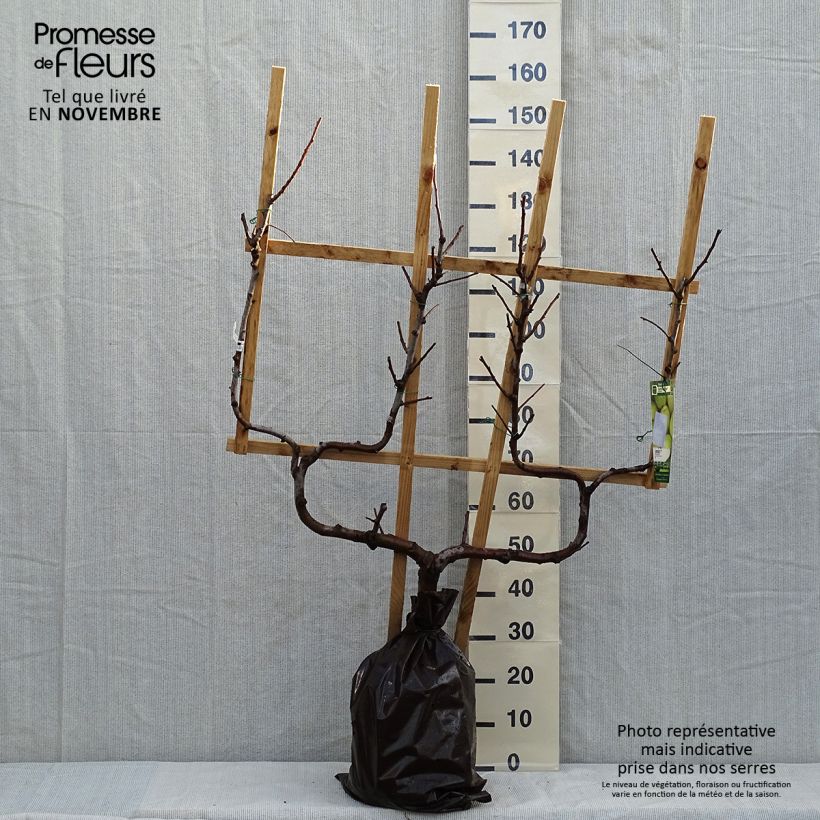 Example of Poirier Fertilia Delbard Motte "Prêt-à-planter", Palmette double U as you get in automne