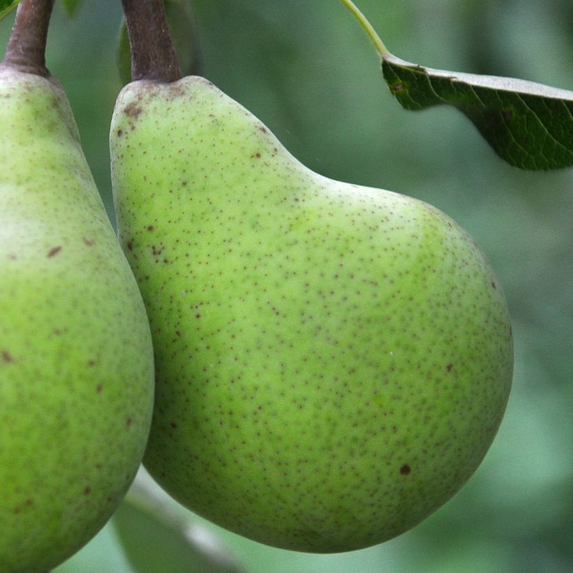 Poirier Le Lectier - Pyrus communis (Harvest)