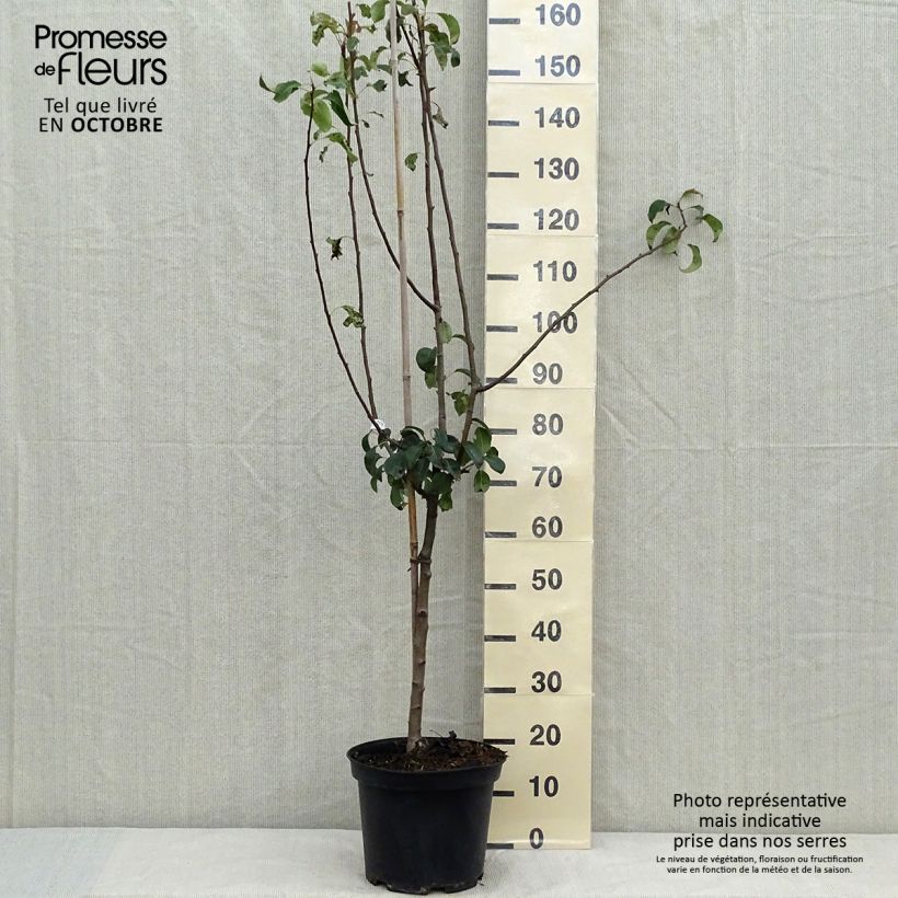 Example of Poirier Louise Bonne d'Avranches Pot de 7,5L/10L, Gobelet as you get in automne