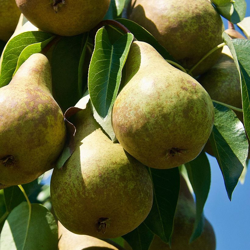Poirier Précoce de Trévoux Bio (Harvest)