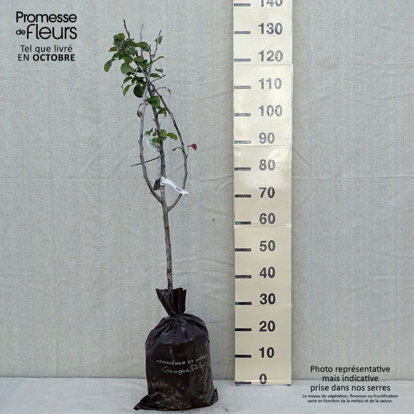 Example of Poirier Sucrée de Montluçon - Georges Delbard Motte "Prêt-à-planter", Gobelet as you get in automne