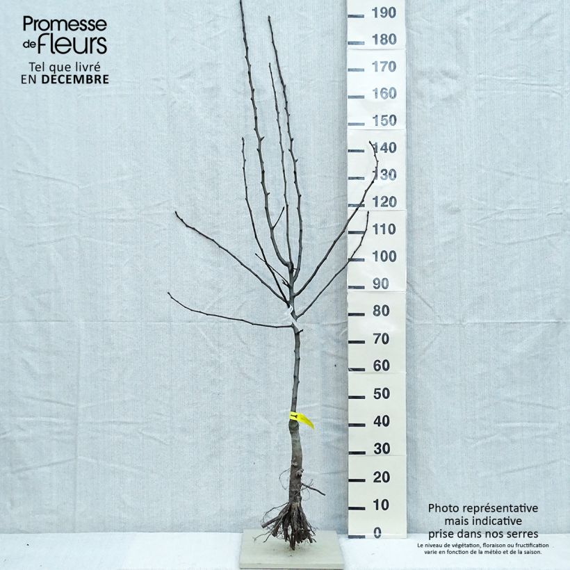 Example of Poirier Triomphe de Vienne Grandes Racines nues, Gobelet as you get in hiver
