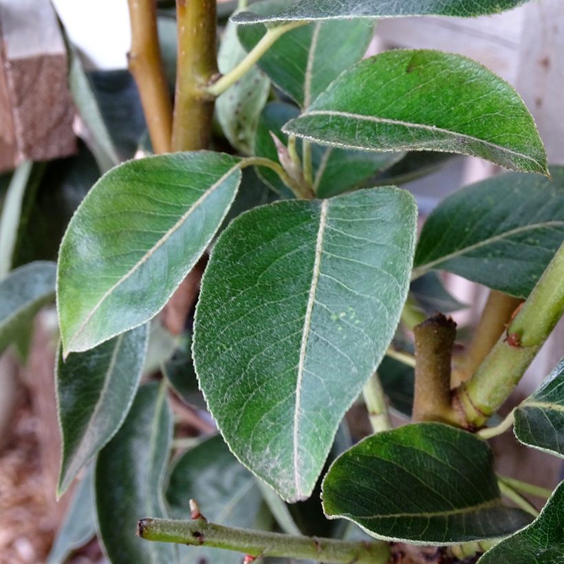 Poirier William's Bon Chrétien (Foliage)