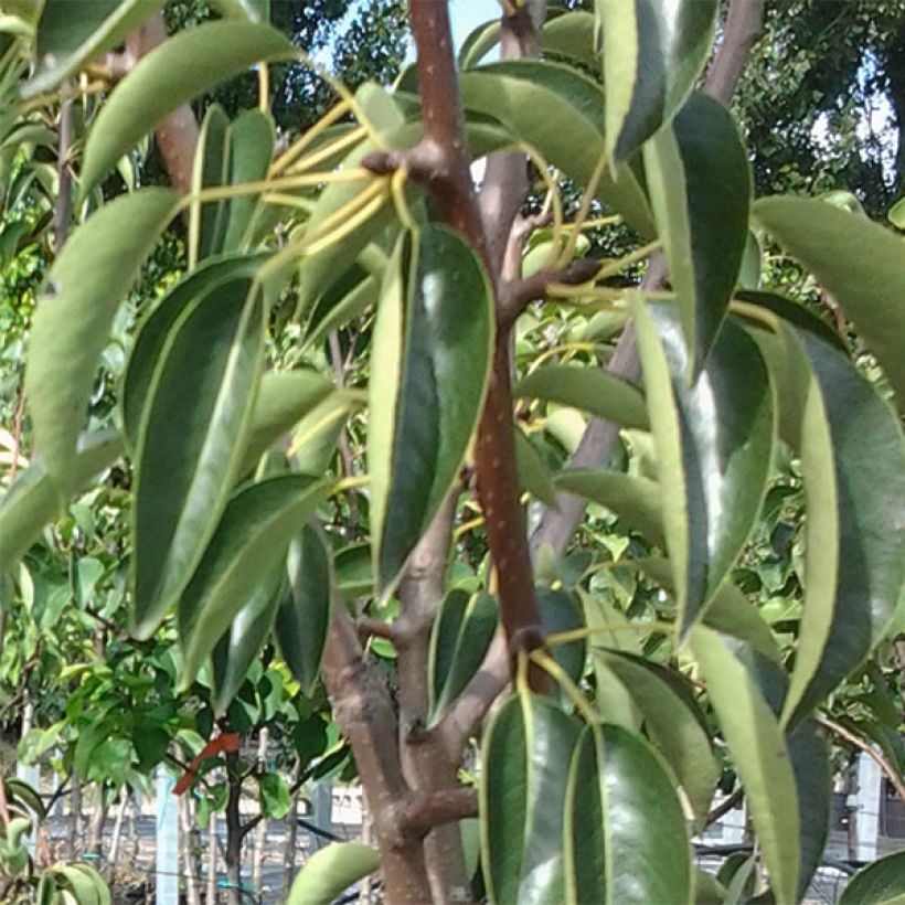 Poirier William's Rouge (Foliage)