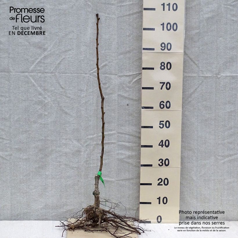 Example of Poirier William's Bon Chrétien Grandes Racines nues, Scion as you get in hiver