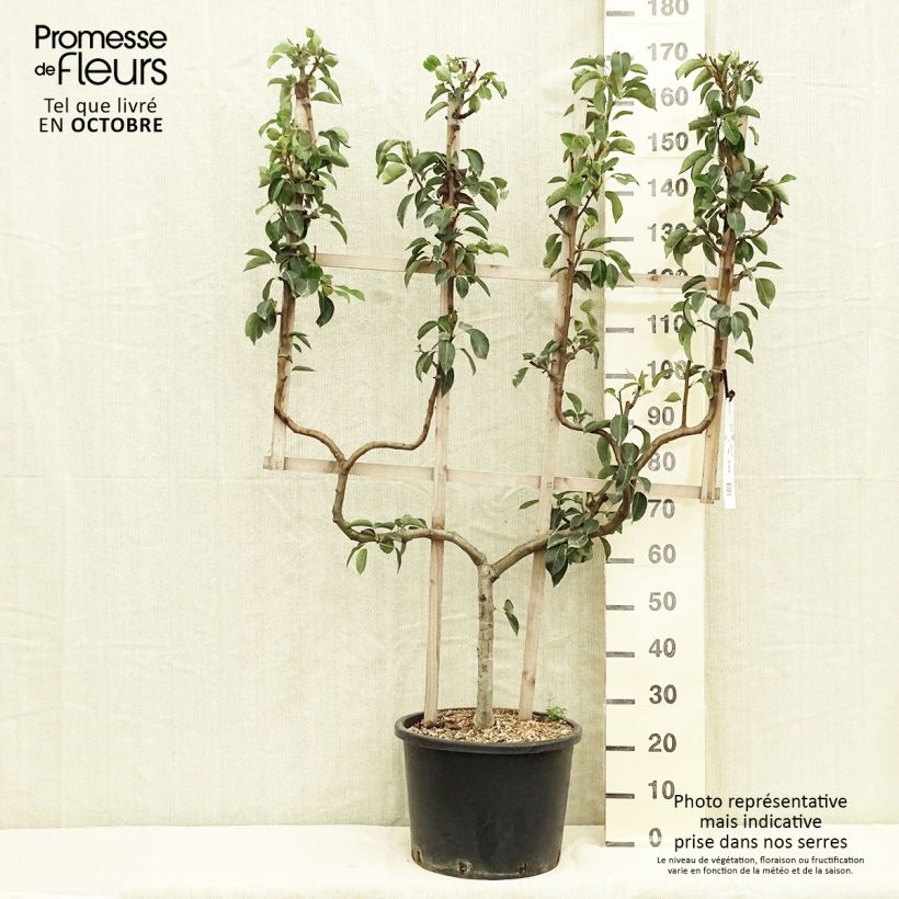 Example of Poirier William's Bon Chrétien Pot de 20L/25L, Palmette double U as you get in automne