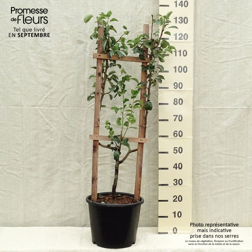 Example of Poirier William's Bon Chrétien Pot de 12L/15L, Palmette simple U as you get in automne