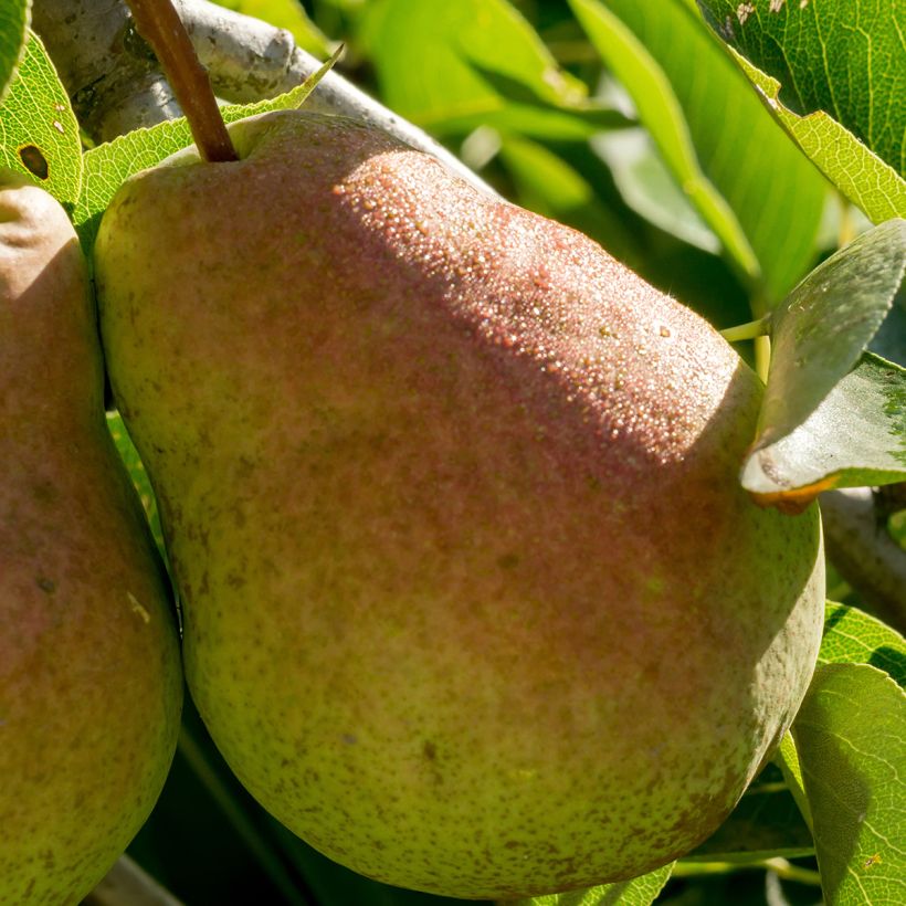 Poirier colonnaire Londres - Pyrus communis (Harvest)