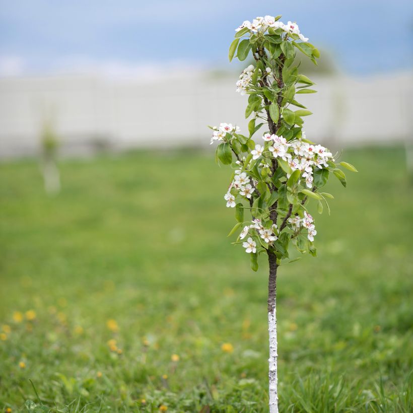 Poirier colonnaire Londres - Pyrus communis (Plant habit)