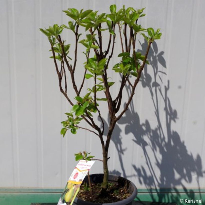 Poirier nain Fruit Me Pear Me William Bon-Chrétien (Plant habit)