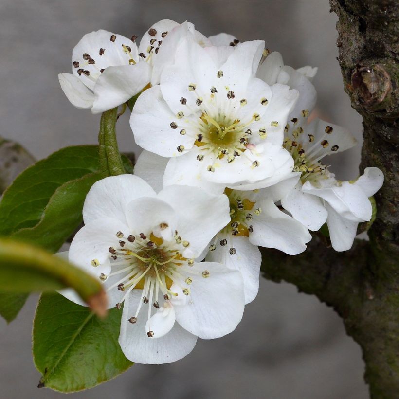 Poirier nain Fruit Me Pear Me William Bon-Chrétien (Flowering)