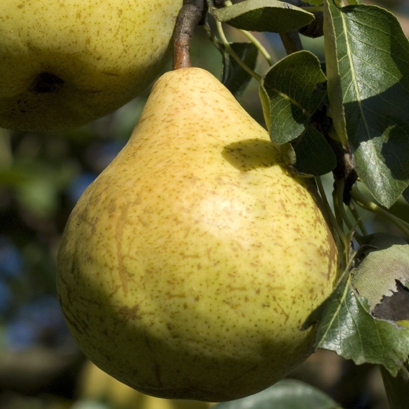 Poirier nain Fruit Me Pear Me William Bon-Chrétien (Harvest)