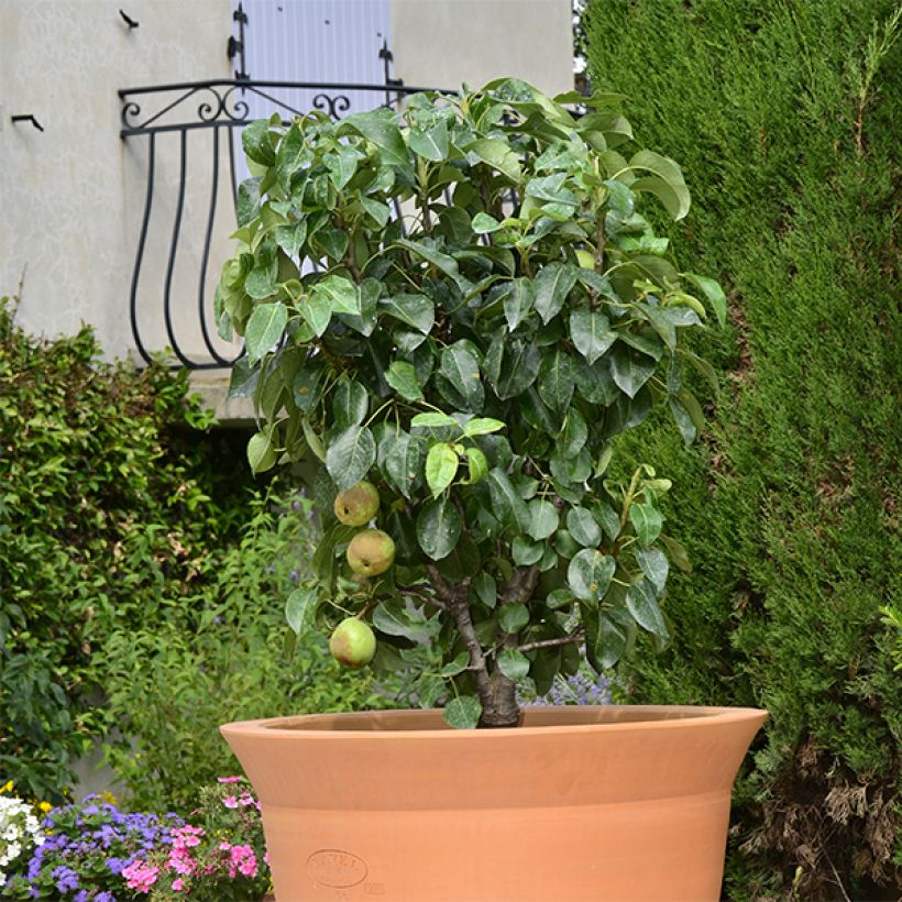 Poirier nain Garden Pearl (Plant habit)