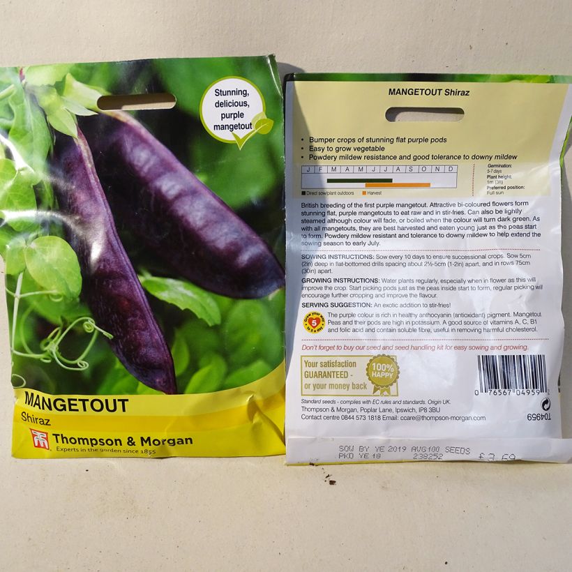 Example of Pois à rames Shiraz mangetout - Pisum sativum per pack of 100 seeds as you get
