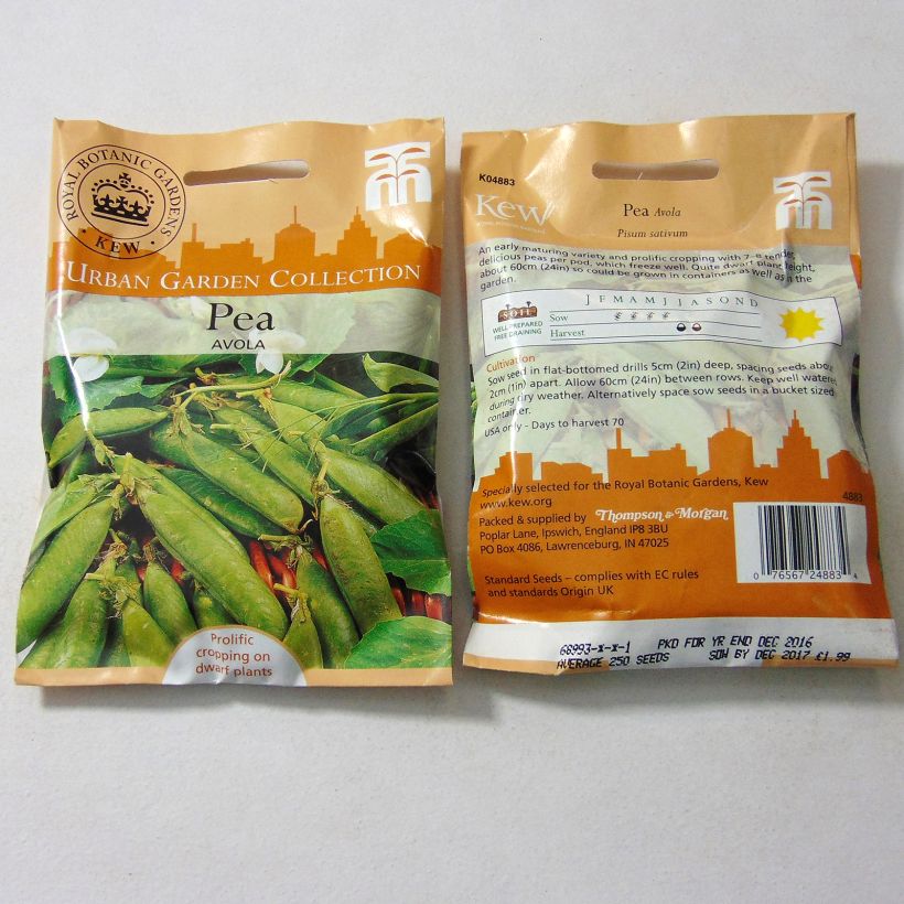 Example of Pois nain Avola per pack of 250 seeds as you get