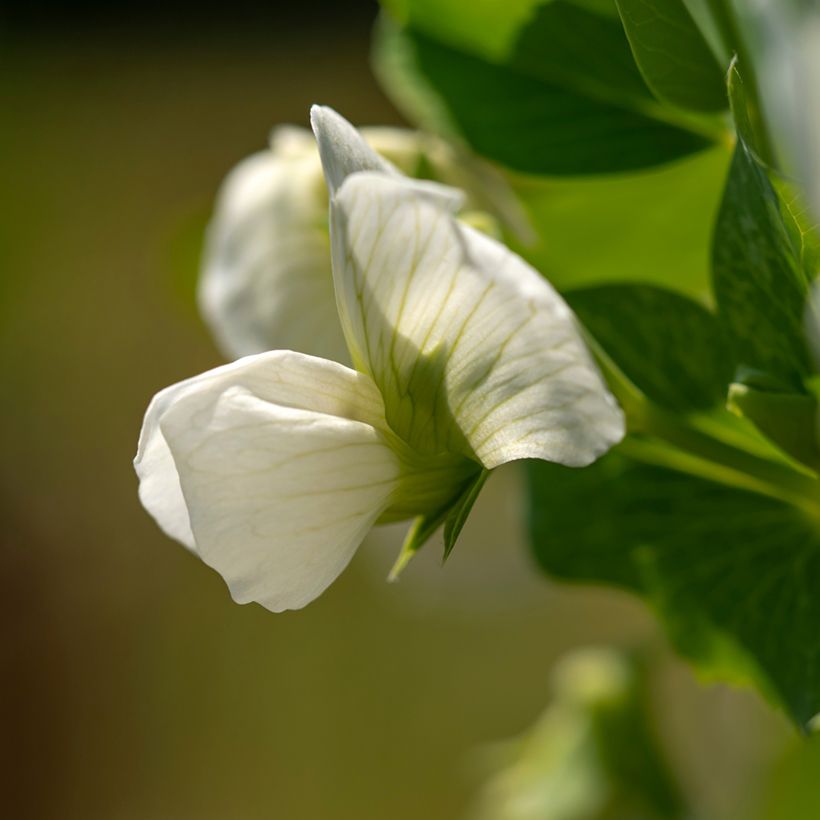 Pois nain Norli mangetout BIO (Flowering)