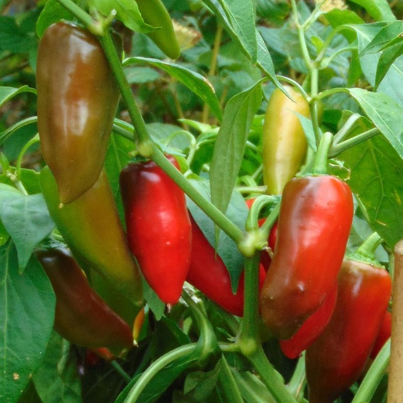 Poivron Balconi (mini) F1 en plants (Harvest)