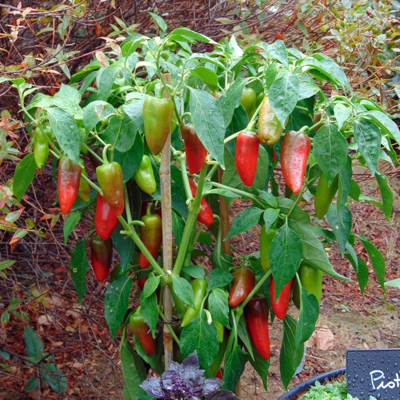 Poivron Balconi (mini) F1 en plants (Plant habit)