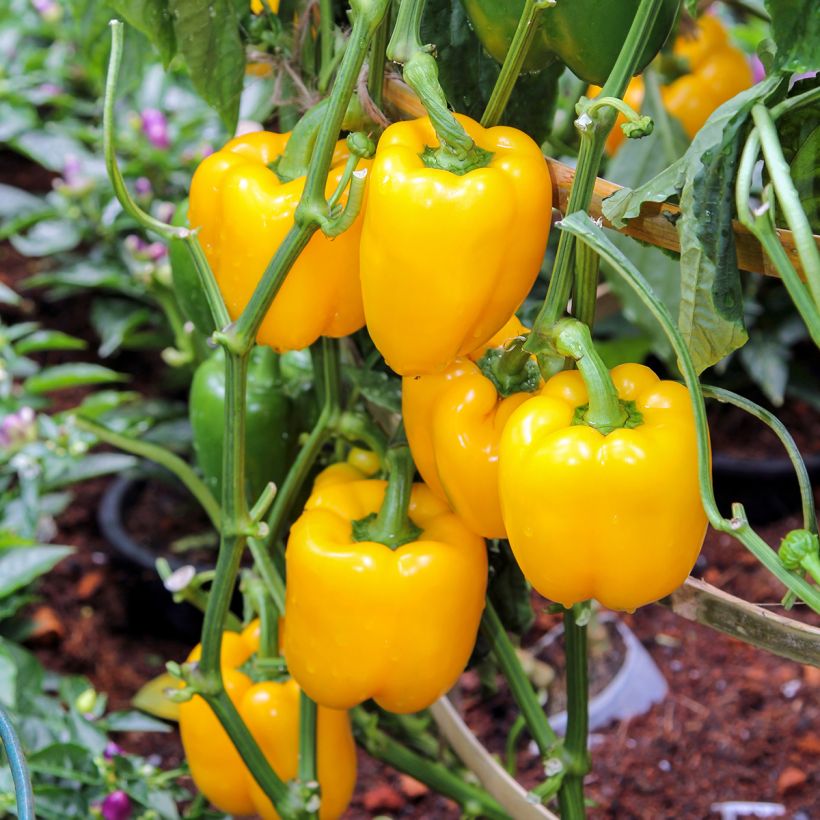 Poivron Cuneo Jaune Bio - Ferme de Sainte Marthe (Plant habit)