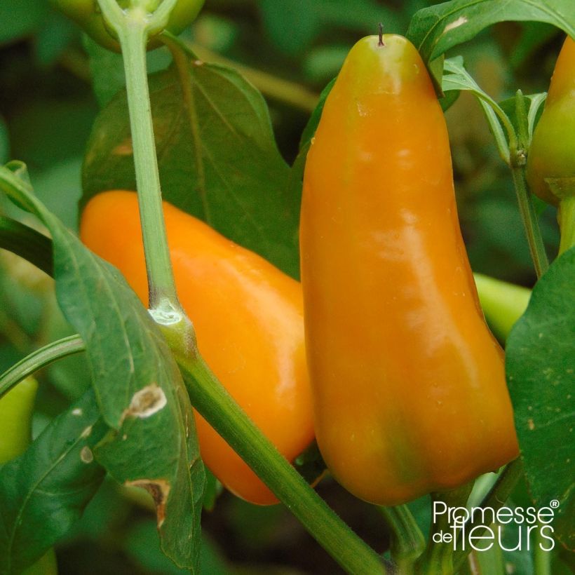 Poivron Terrazzi hybride F1 en plant (Harvest)