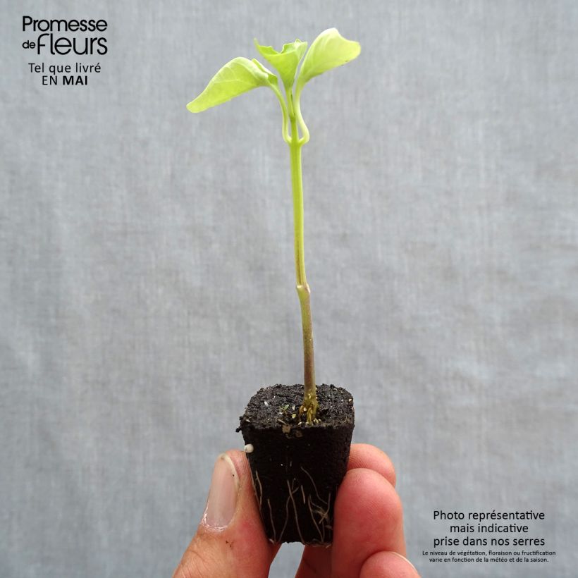 Example of Poivron jaune Tenor F1  Mini-motte Ø 1,5/2,5 cm as you get in printemps