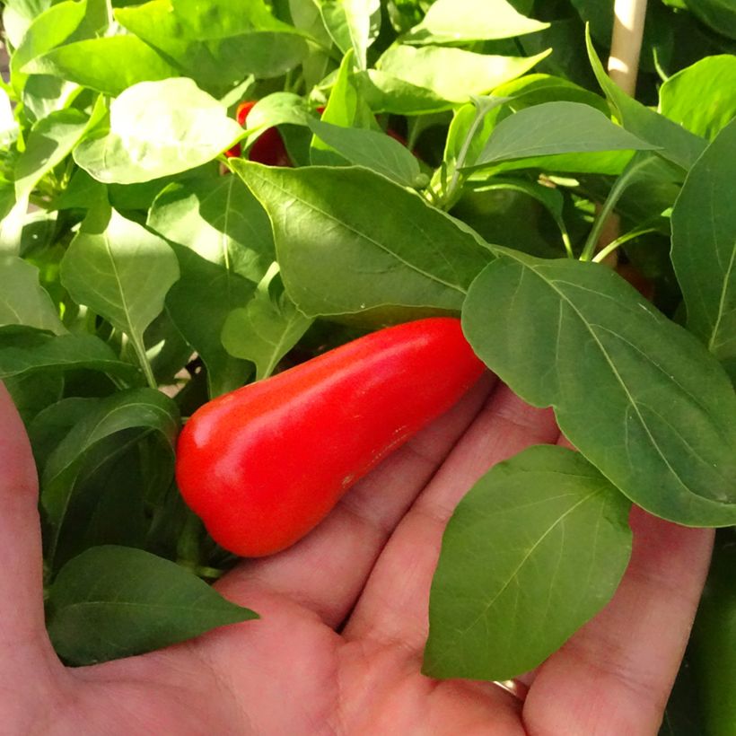 Poivron midi orange Snackor F1 en plants - Capsicum annuum (Harvest)