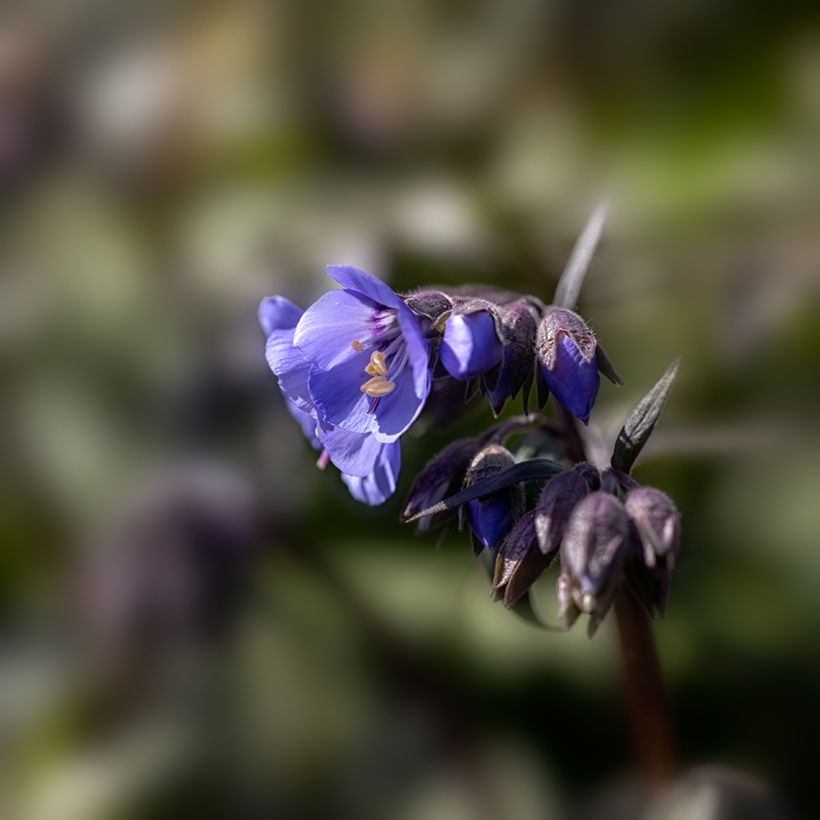 Polemonium hybride Heaven Scent - Valériane grecque (Flowering)