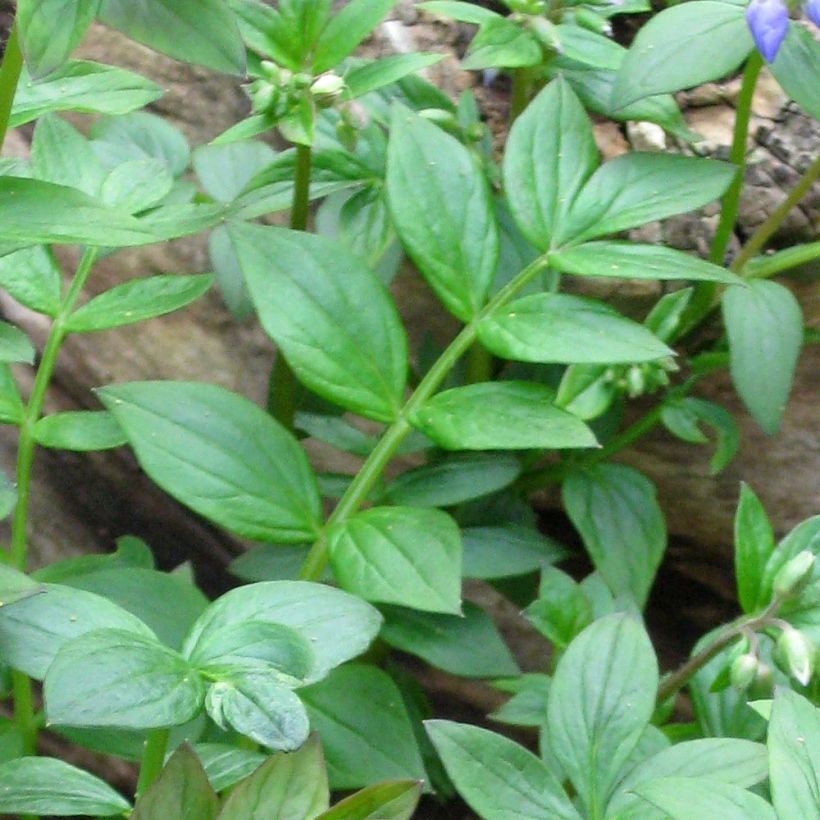 Polemonium reptans - Valériane grecque rampante (Foliage)