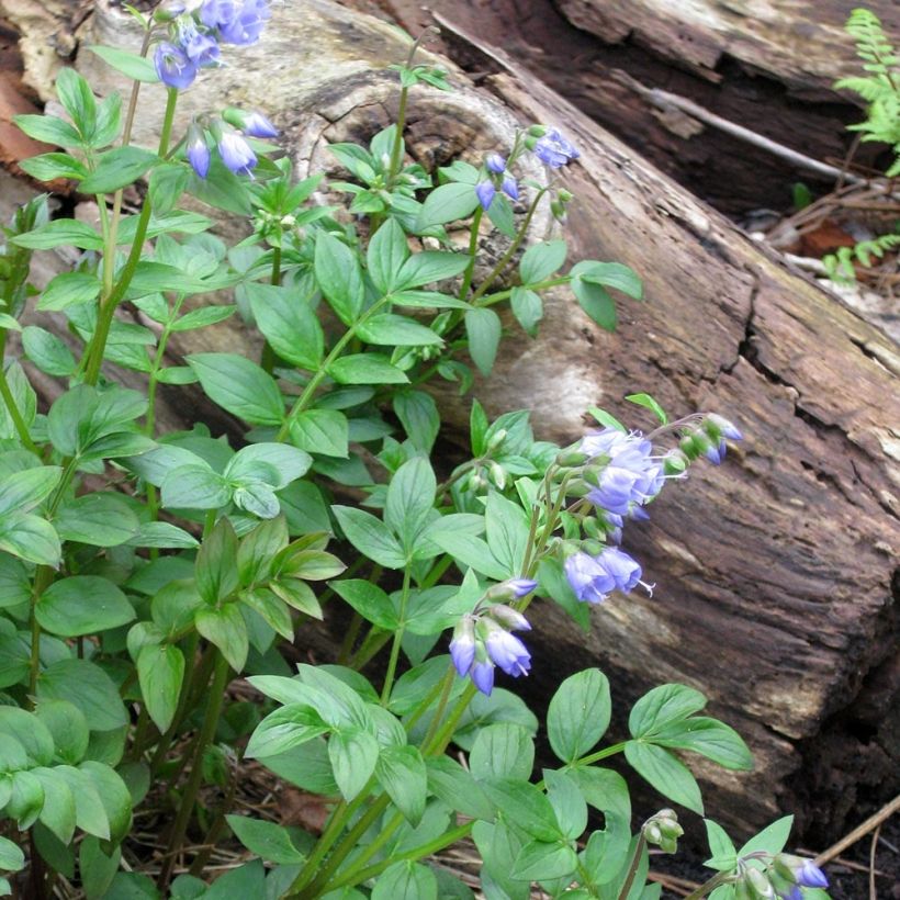 Polemonium reptans - Valériane grecque rampante (Plant habit)