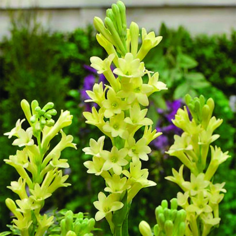 Polianthes tuberosa Super Gold - Tubéreuse   (Flowering)