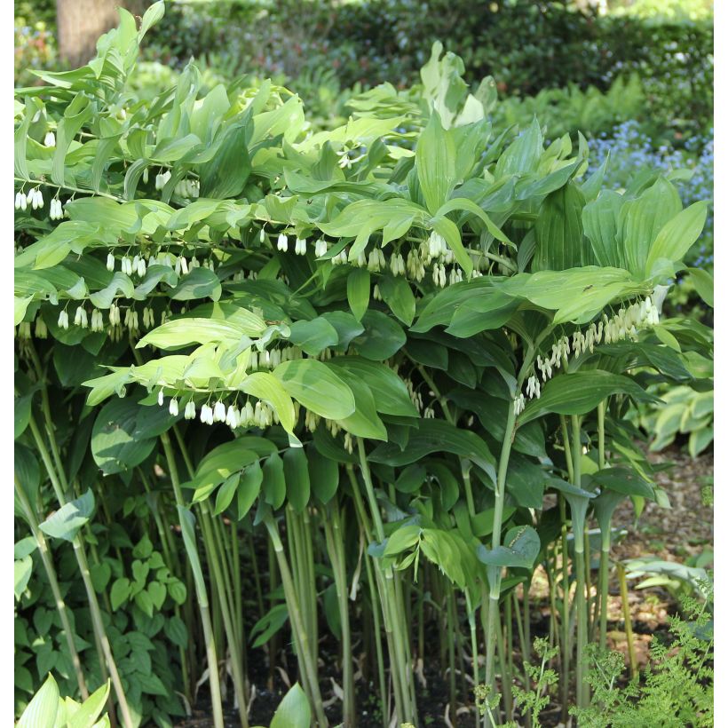 Polygonatum Weihenstephan - Sceau de Salomon (Plant habit)