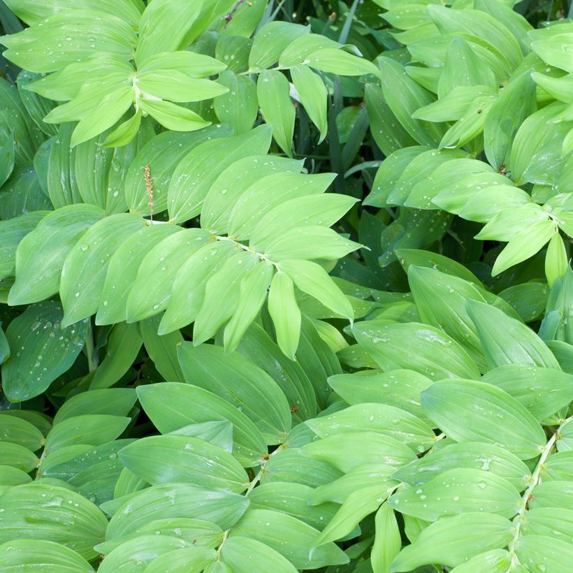 Sceau de Salomon - Polygonatum commutatum (Foliage)