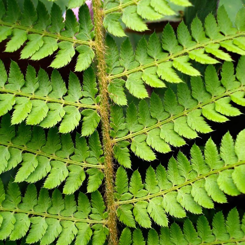 Polystichum setiferum - Aspidie à cils raides Herrenhausen (Foliage)