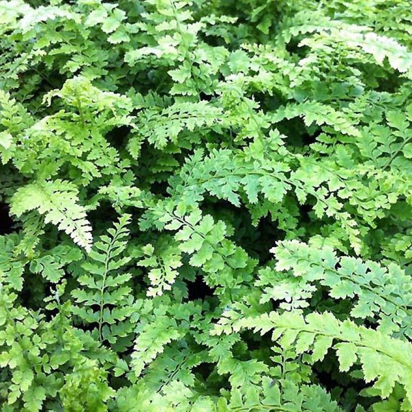Aspidie à cils raides Proliferum Wollastonii - Polystichum setiferum  (Foliage)