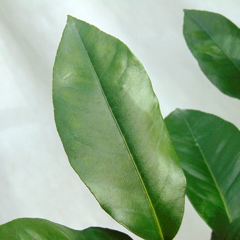 Pomelo Star Ruby - Citrus paradisi  (Foliage)