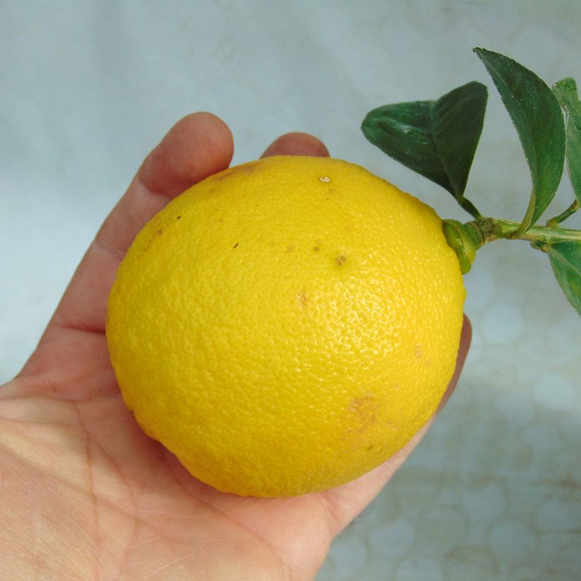 Pomelo Star Ruby - Citrus paradisi  (Harvest)