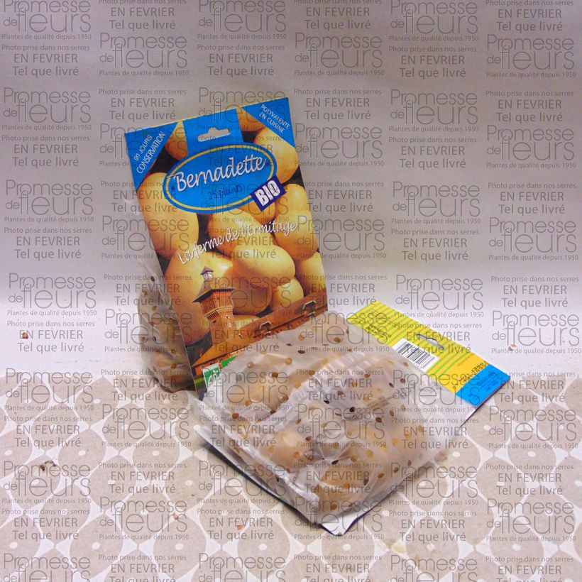 Example of Pommes de terre Bernadette Bio - Solanum tuberosum Sac de 25 plants size 28/45 mm as you get