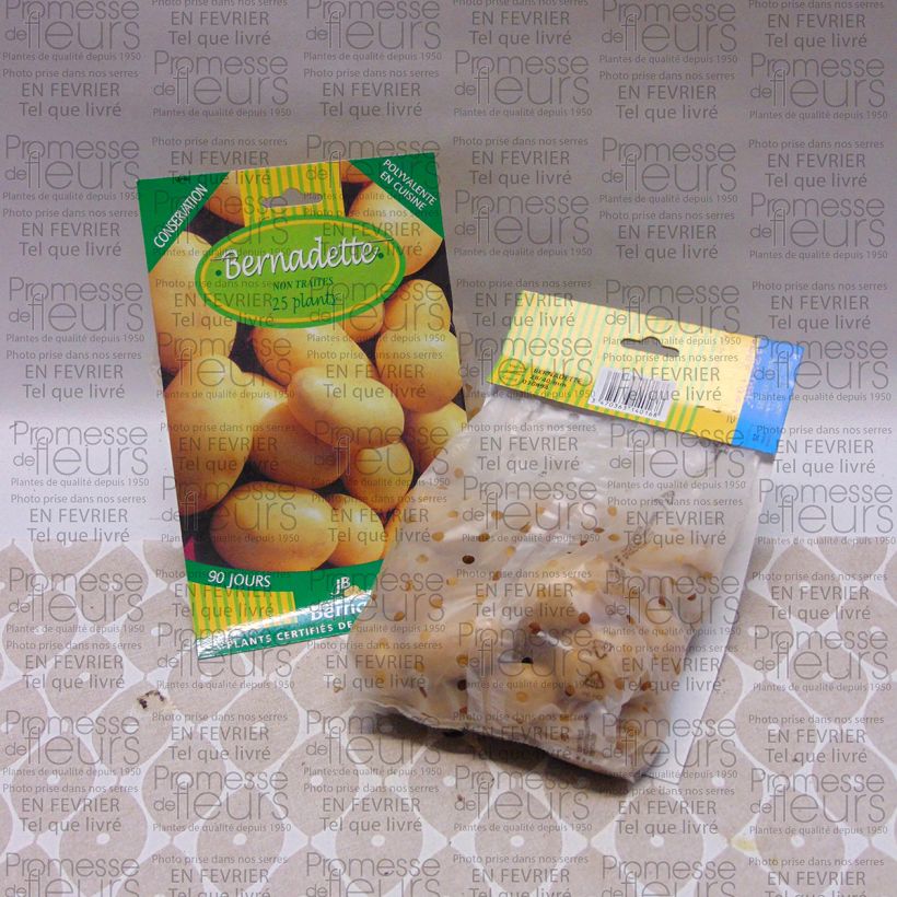 Example of Pomme de terre Bernadette  Sac de 25 plants size 28/40 mm as you get