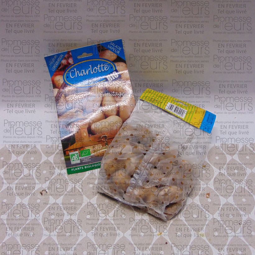 Example of Pommes de terre Charlotte Bio - Solanum tuberosum Sac de 25 plants size 25/40 mm as you get