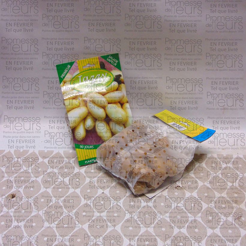 Example of Pommes de terre Jazzy Sac de 25 plants size 28/30 mm as you get