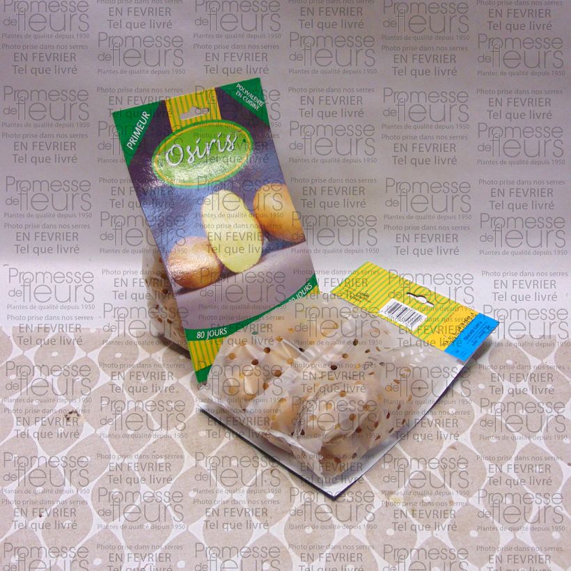 Example of Pommes de terre Osiris - Solanum tuberosum Sac de 25 plants size 28/40 mm as you get
