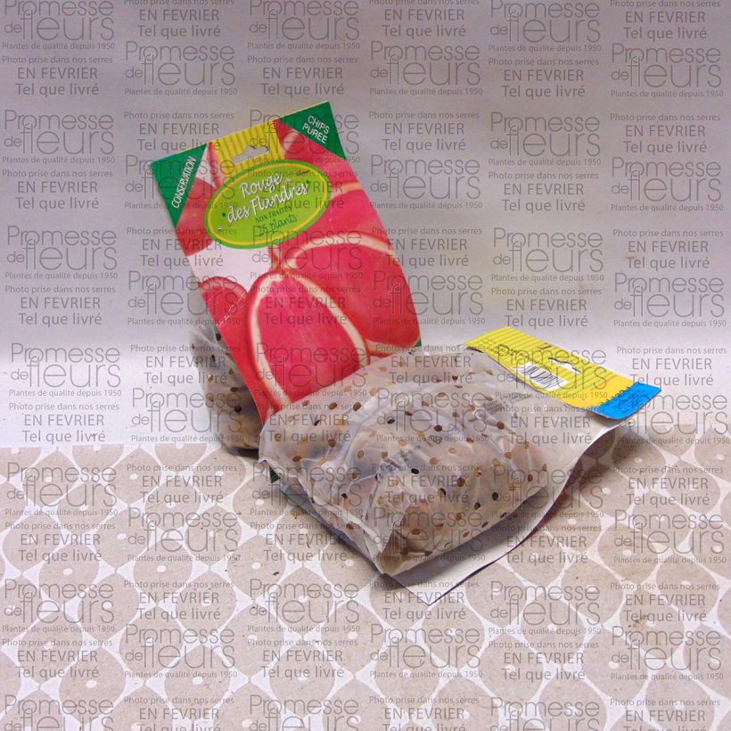 Example of Pommes de terre Rouge des Flandres - Solanum tuberosum Sac de 25 plants size 28/45 mm as you get