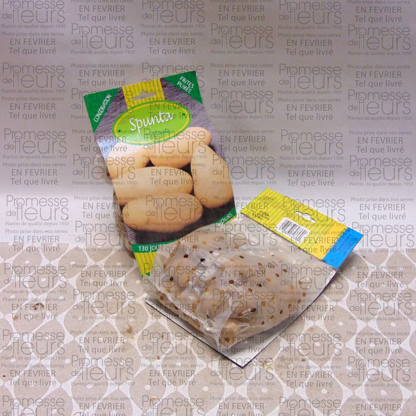Example of Pommes de terre Spunta - Solanum tuberosum Sac de 25 plants size 25/35 mm as you get